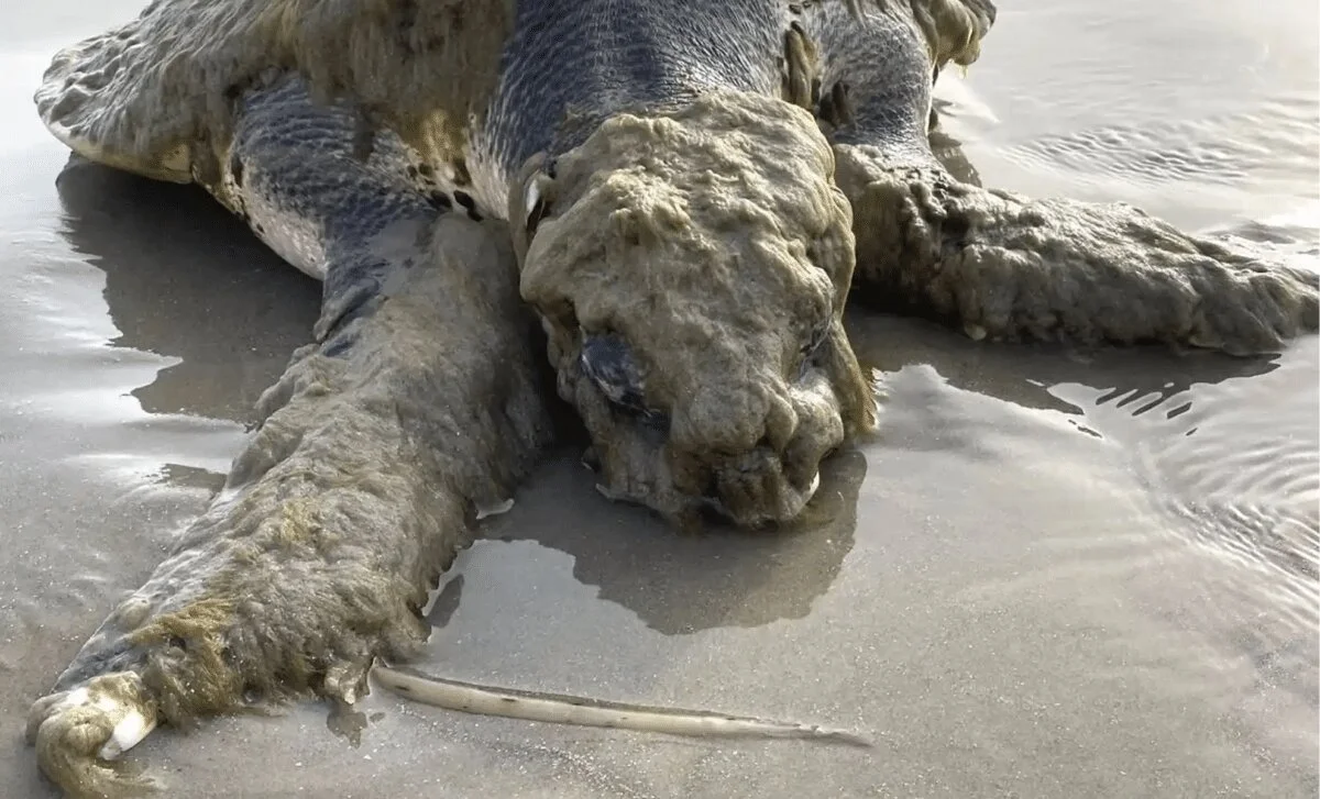 अत्यंत दुर्लभ समुद्री कछुआ टेक्सास तट पर अनजान जीवों की मोटी और रहस्यमयी परत से ढका मिला