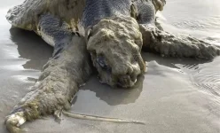 अत्यंत दुर्लभ समुद्री कछुआ टेक्सास तट पर अनजान जीवों की मोटी और रहस्यमयी परत से ढका मिला