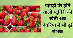 devariya me strawberry ki kheti