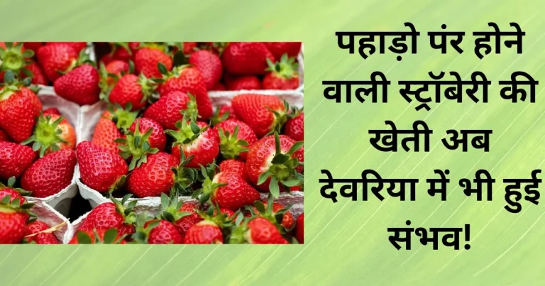 devariya me strawberry ki kheti