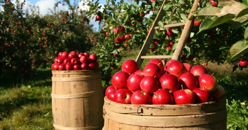 turkey apple